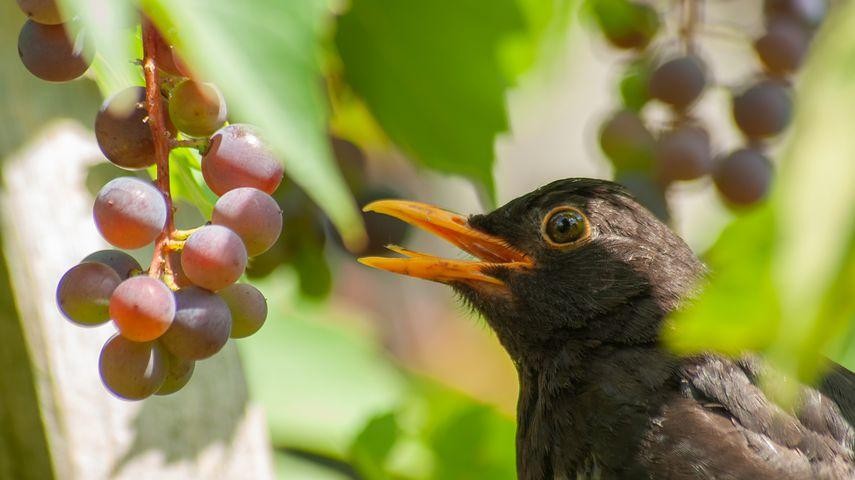 Tajemnica Birdsa