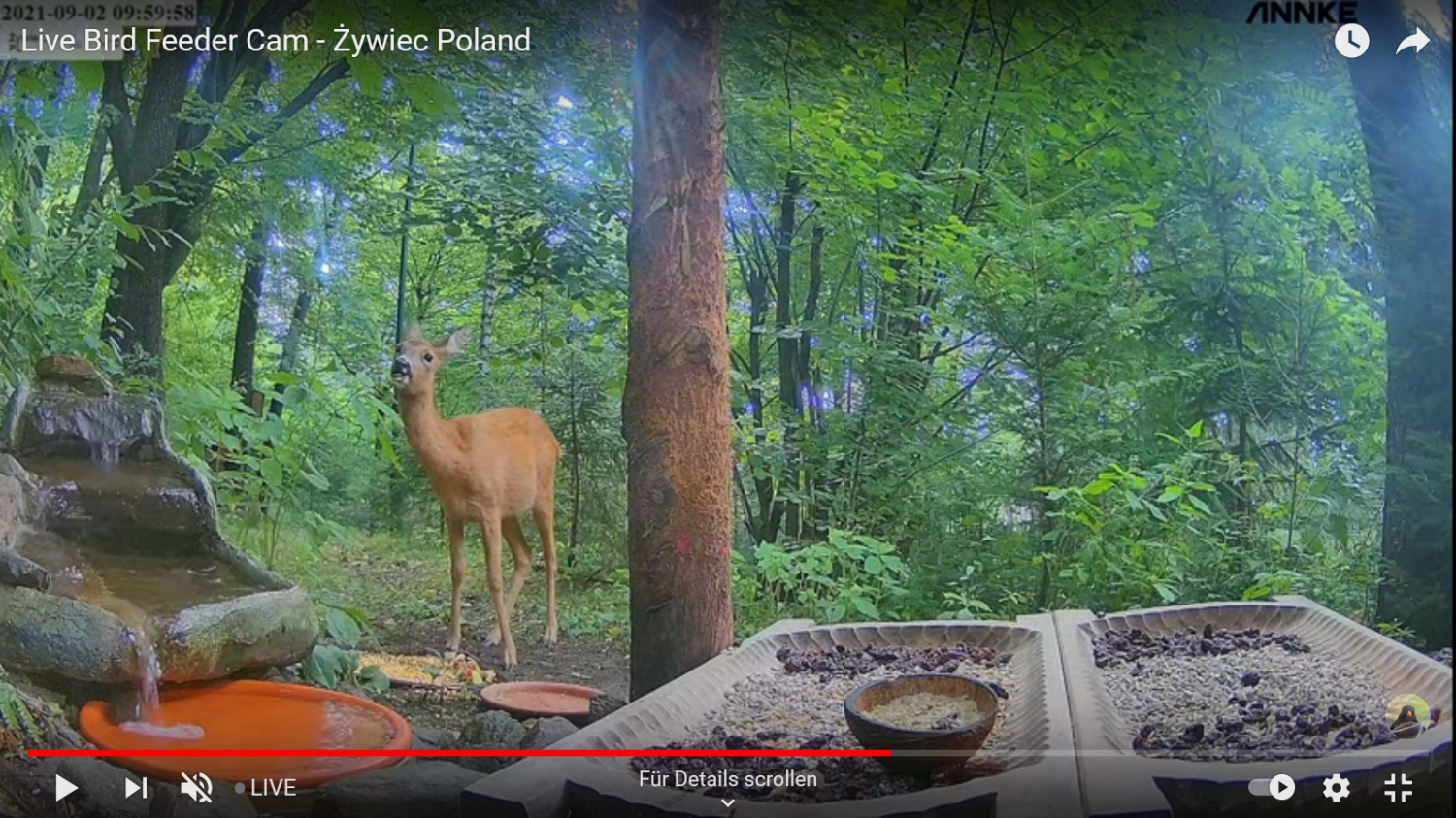 Leśny Zakątek