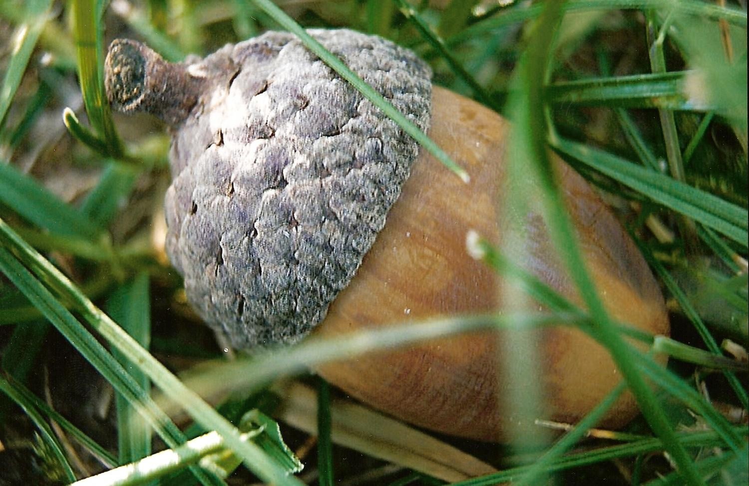 Żołądź