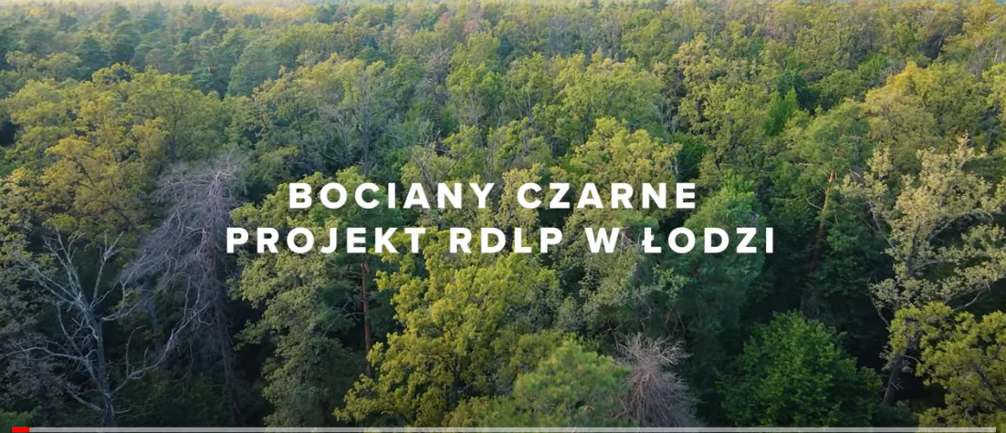 CZARNE BOCIANY Z ŁODZI 2021 Wiersz - Trzynastozgłoskowiec autor: Rysx123