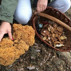 Siedzuń sosnowy ( Sparassis crispa ) lub szmaciak gałęziasty lub kozia broda