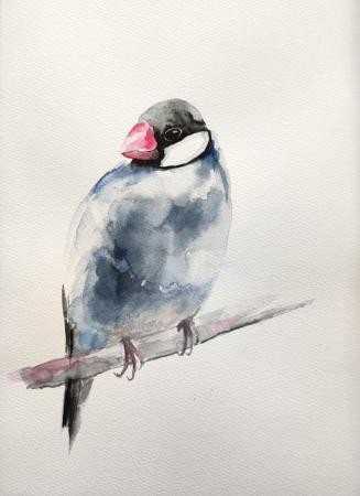 Ryżowiec Siwy