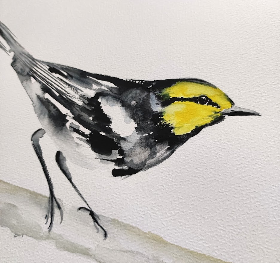 Lasówka żółtolica (Golden-cheeked warbler)