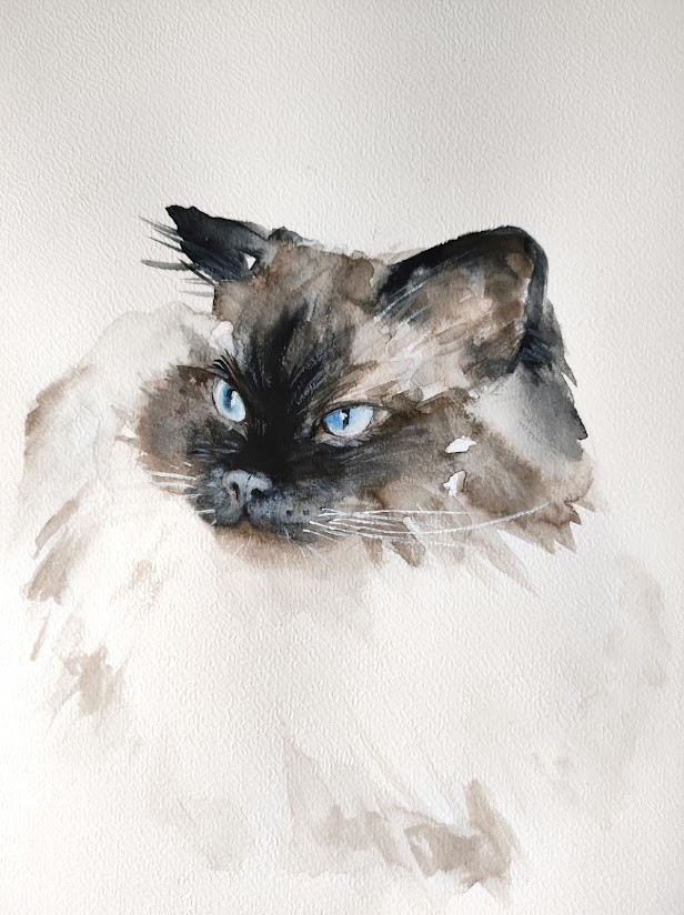 Kot Rasy Ragdoll