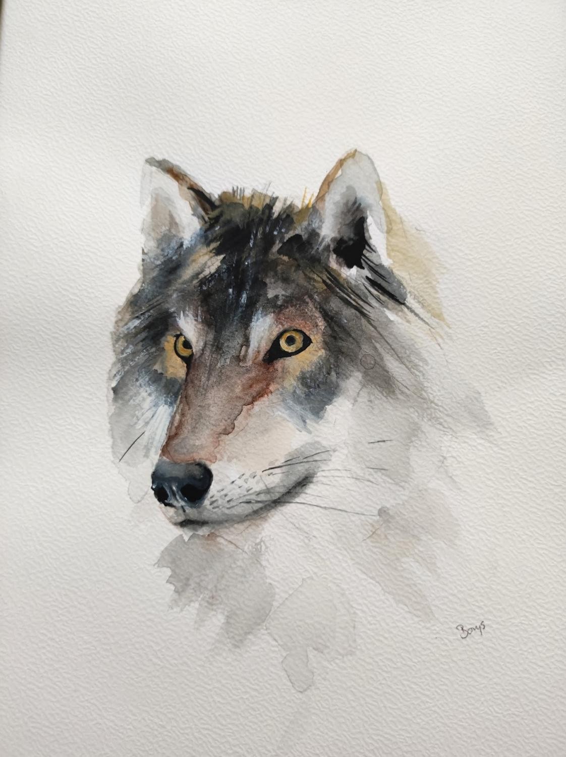Wilk 2