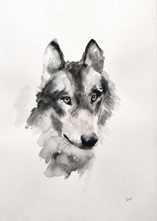 Wilk
