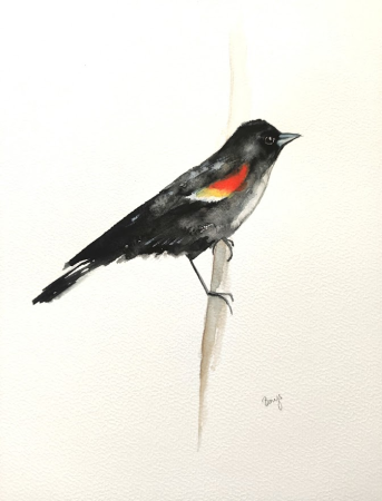Epoletnik krasnoskrzydły (Red-winged_blackbird)