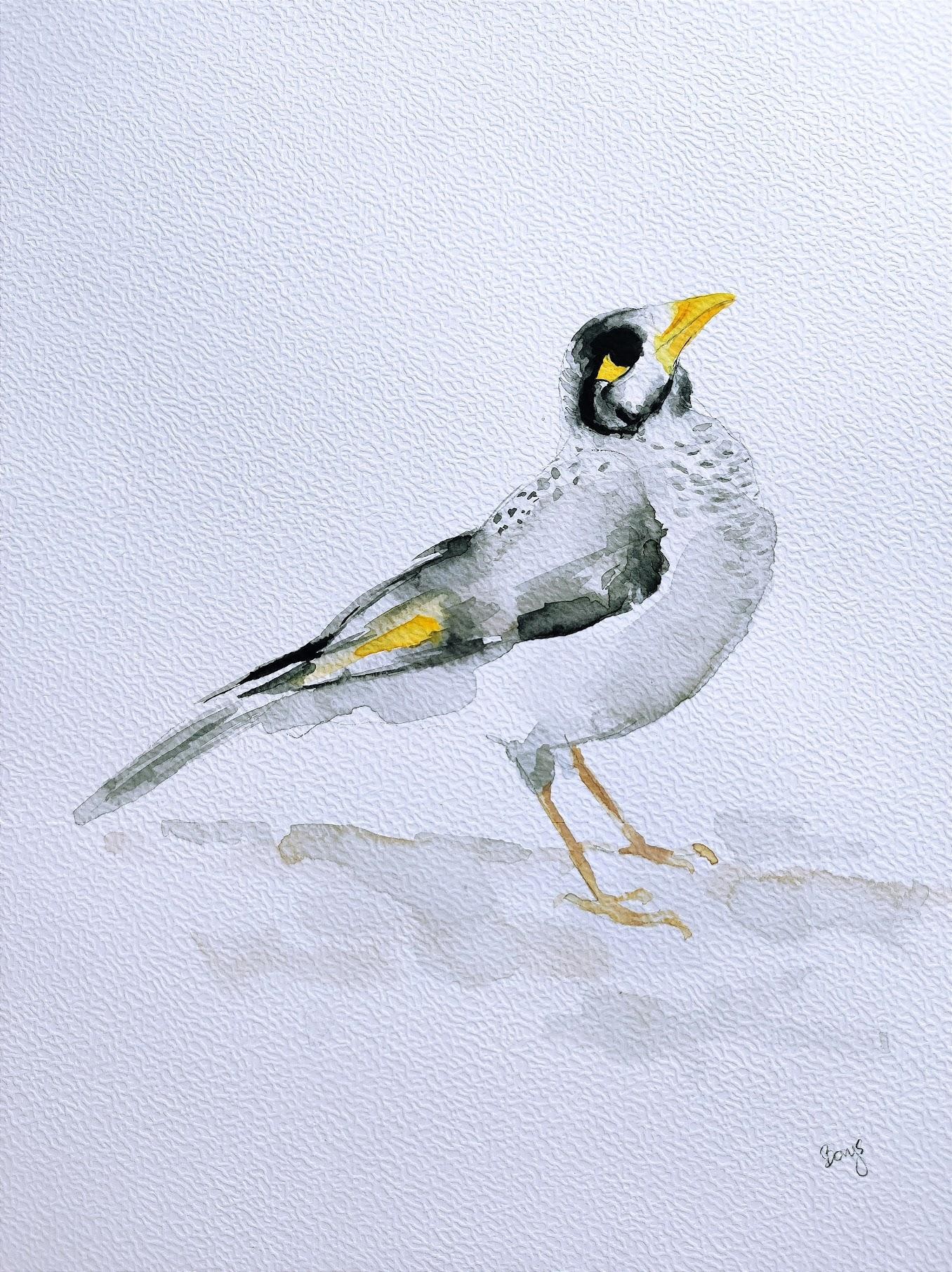 Miodożer maskowy (Manorina melanocephala) Hałaśliwy górnik
