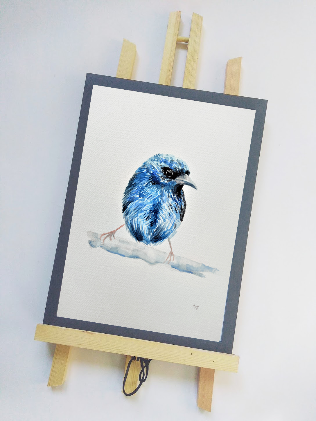 Cukrownik niebieski (Dacnis)