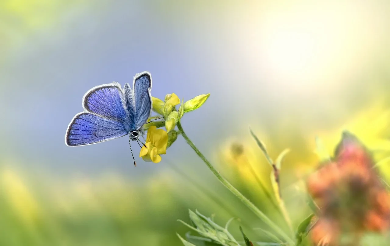 Motyl