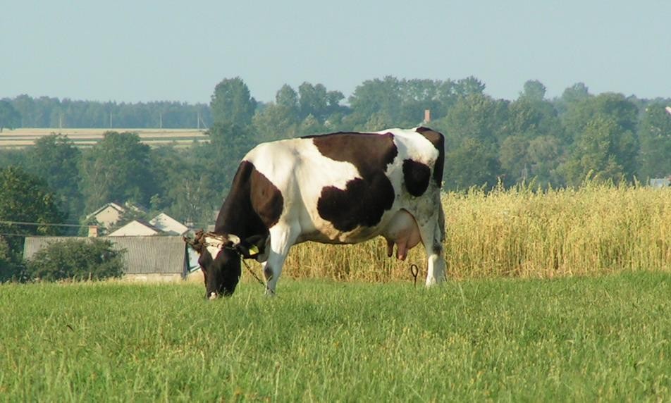 JAN BRZECHWA "KRUKI i KROWA"