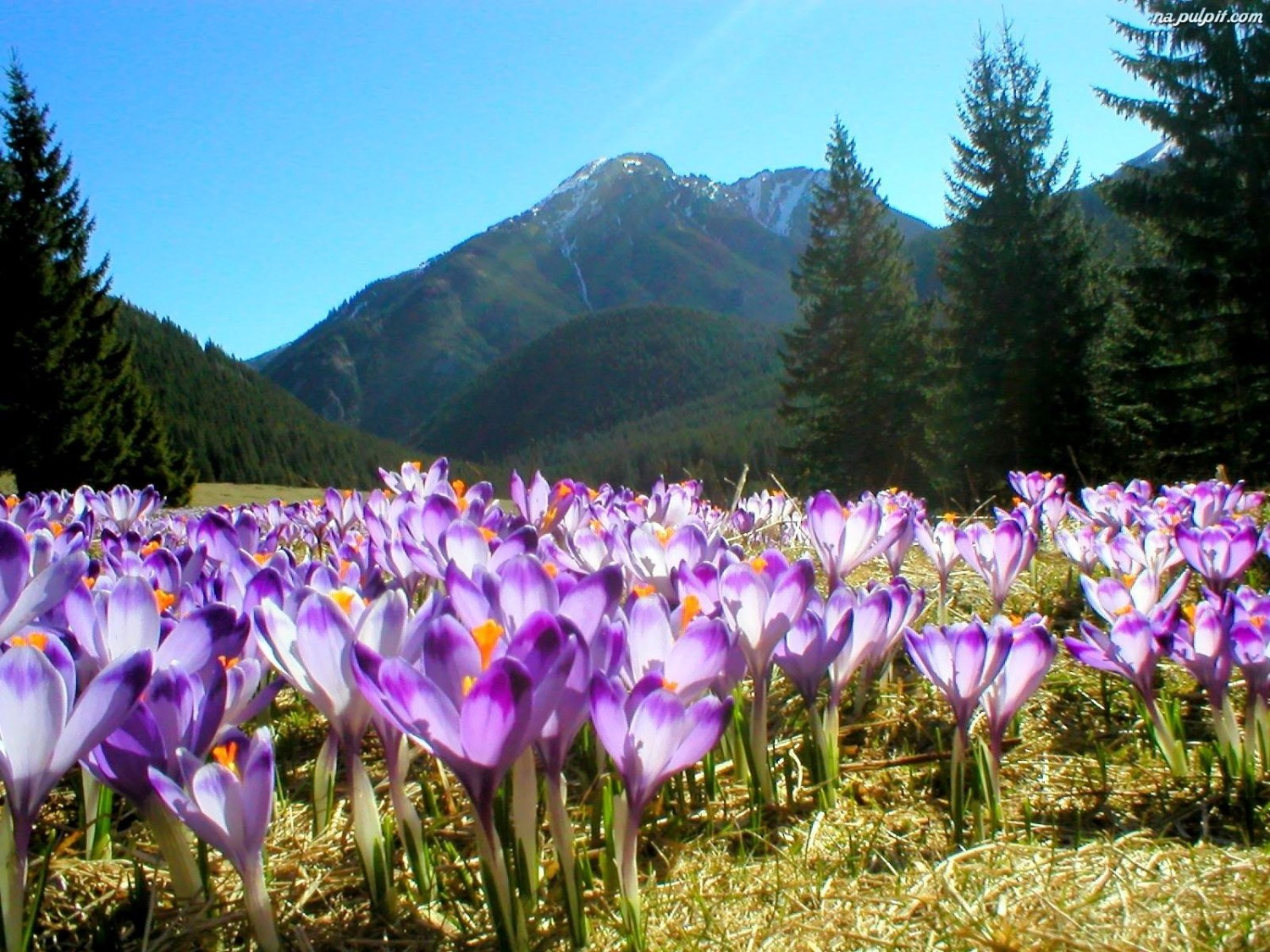 Krokus