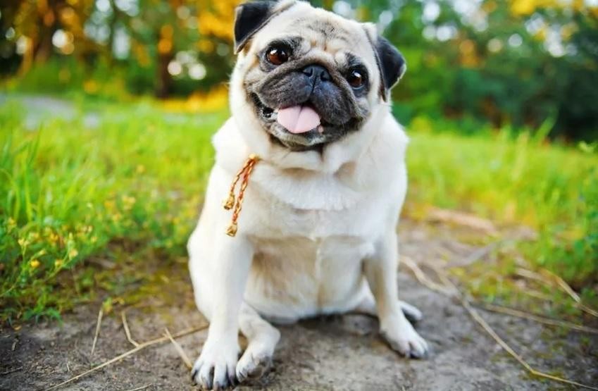 JAN BRZECHWA "MOPS"