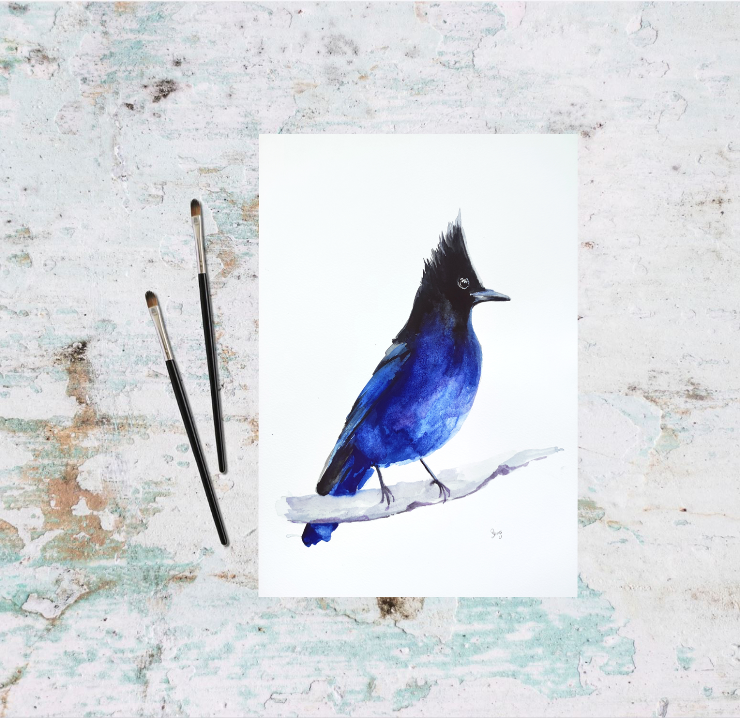 Steller's Jay