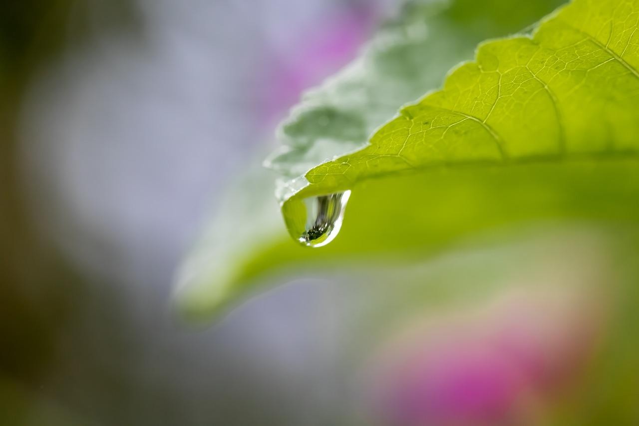 Petrichor