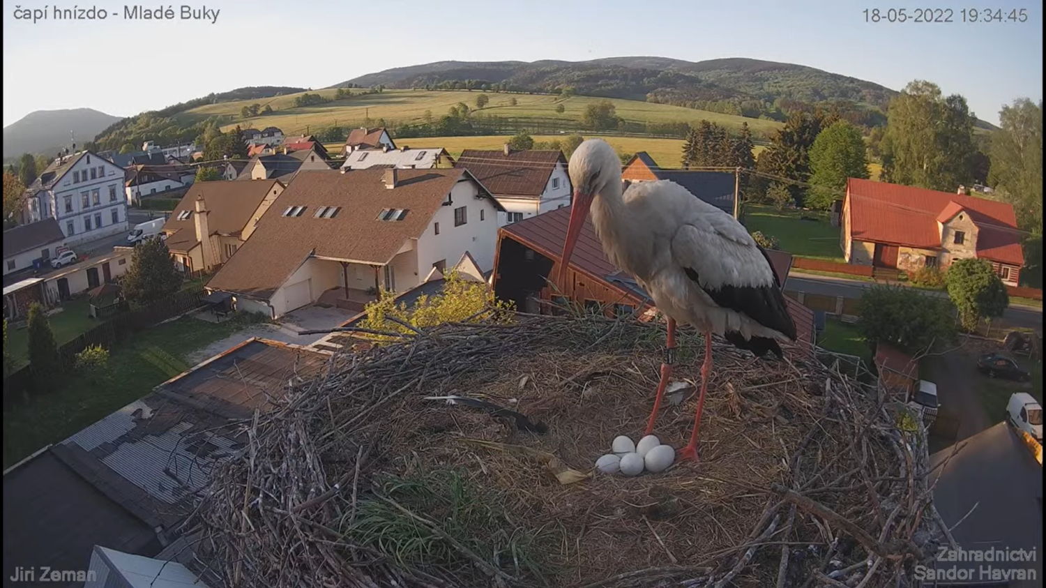 32 dni