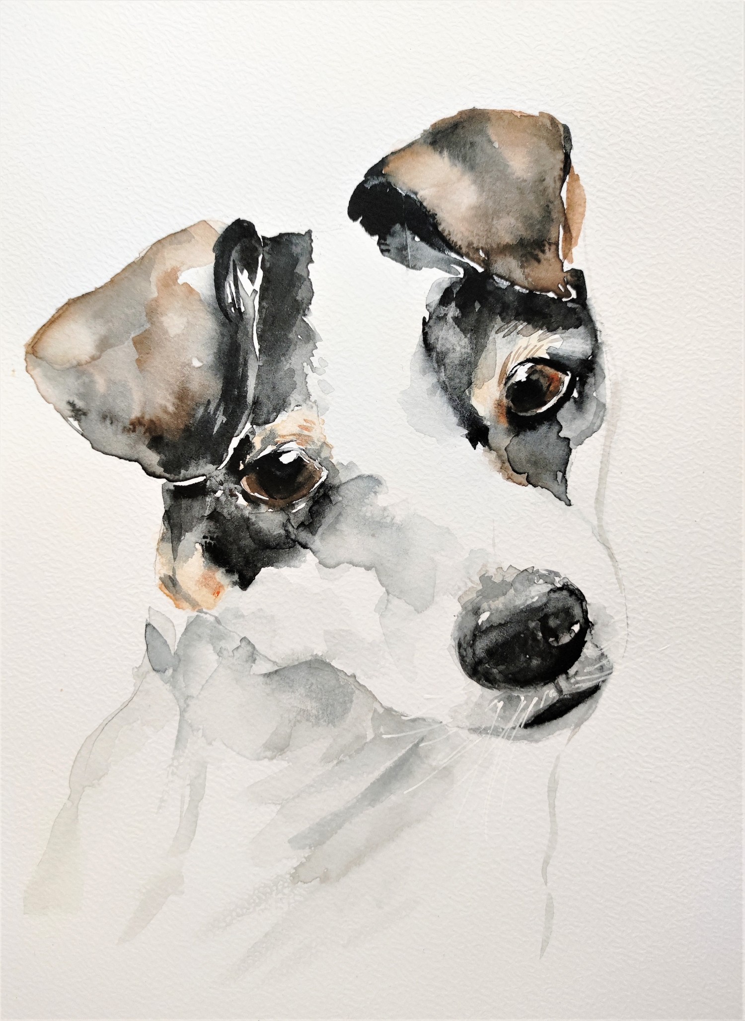 Jack Russell Terrier