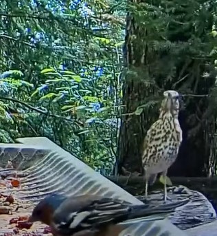 Thrush rush