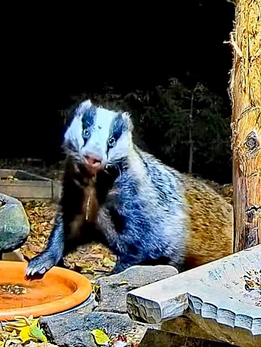 Dzień Borsuka 🦝 6.10.2022