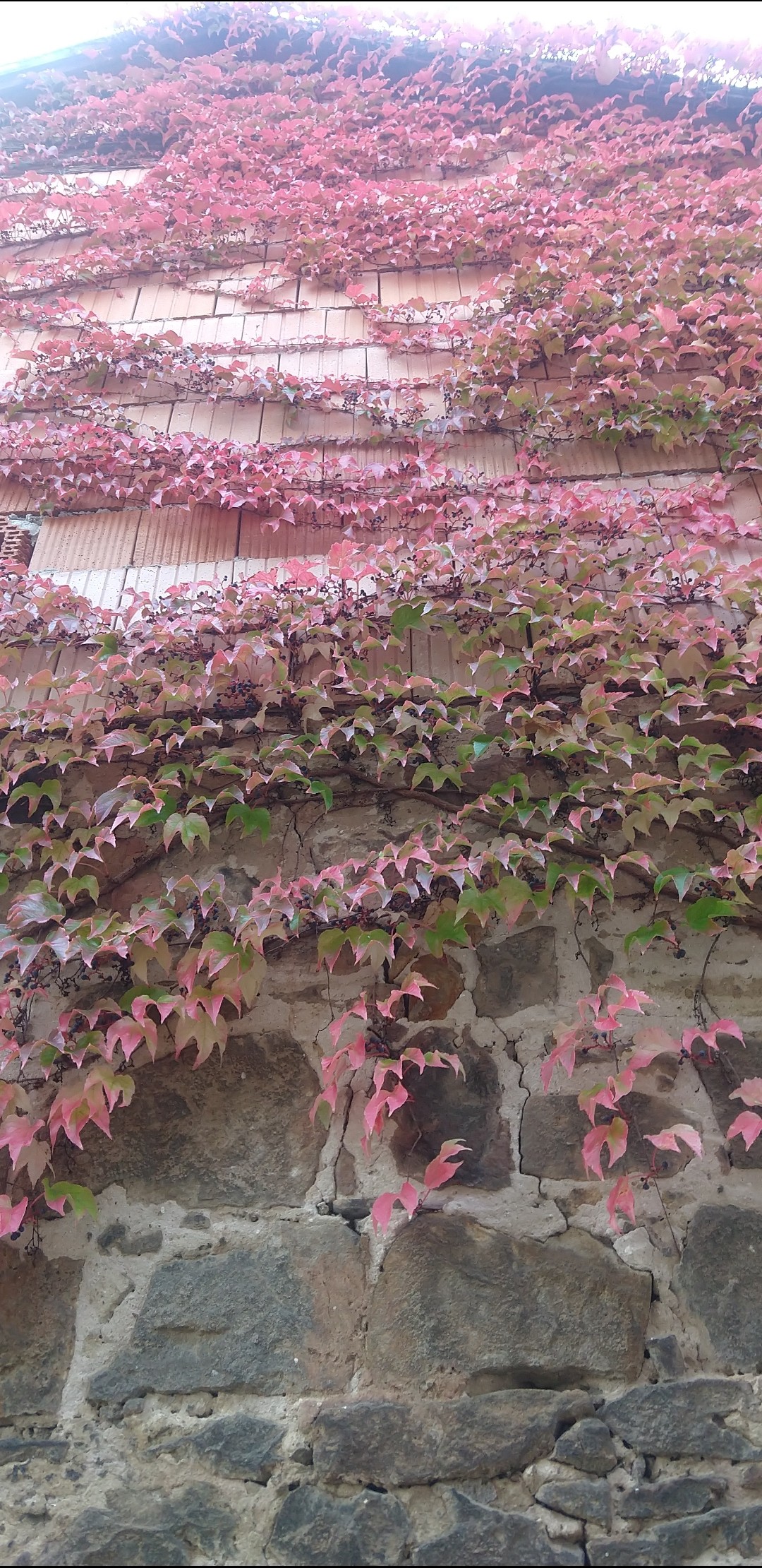 Czerwone liście 🍁🍁🍁
