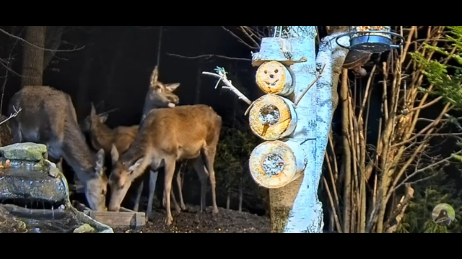Łanie z wizytą w Leśnym Zakątku