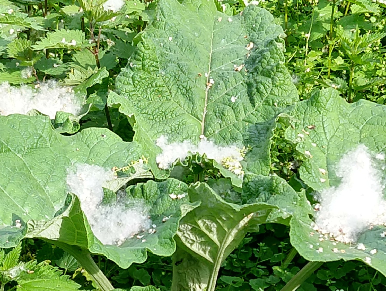 Wspomnienia