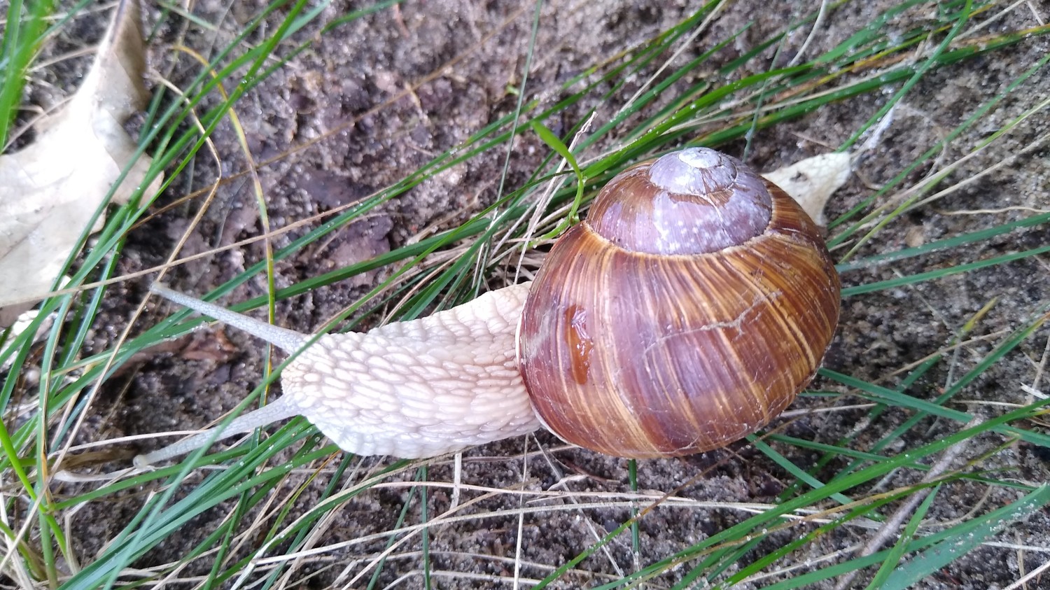 Wspomnienia winniczka
