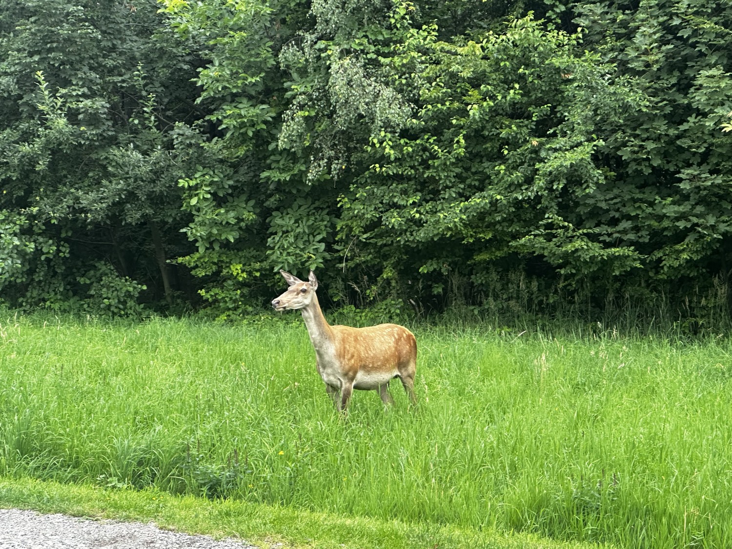 IMG_0847.jpeg