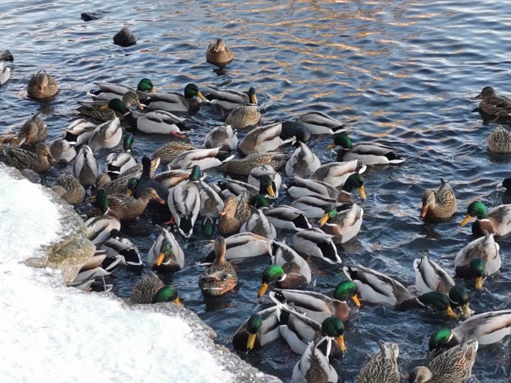livebirdspoland_68c24bbe8c0dcd76dba1af9865adf9d1.jpg