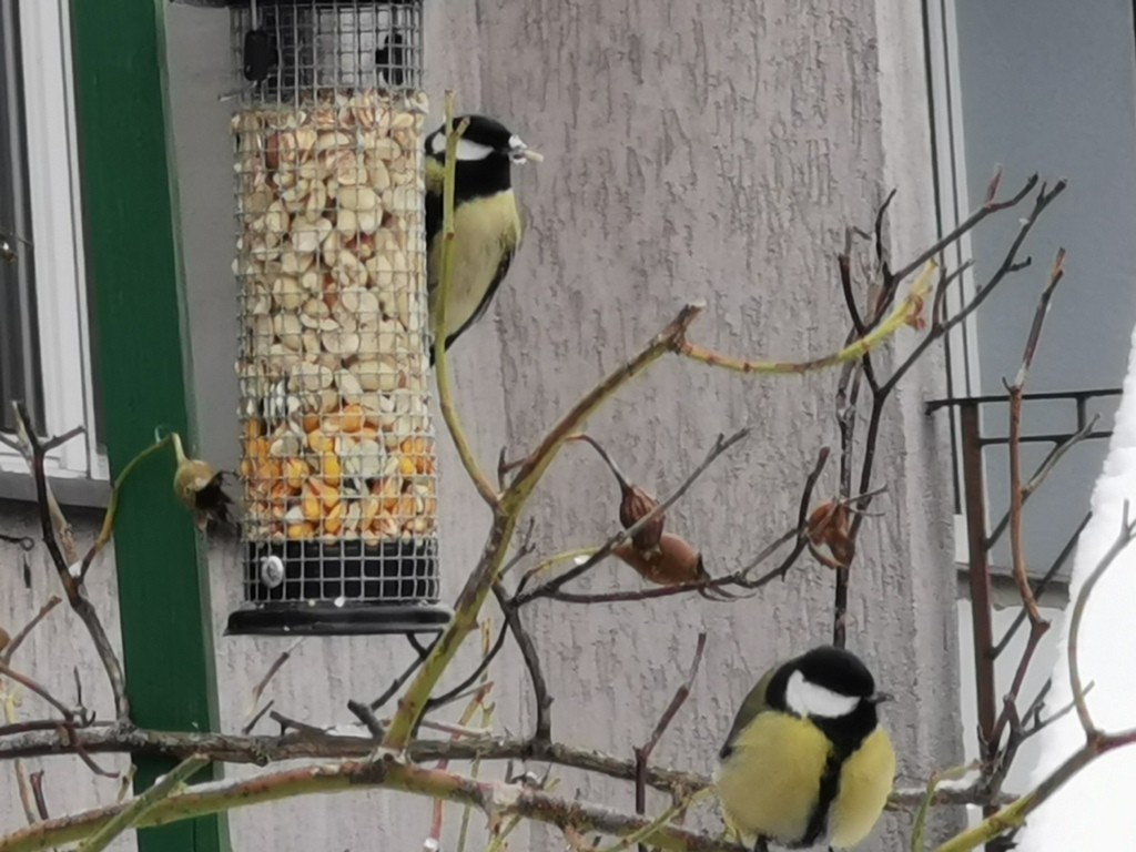 livebirdspoland_228715017140c838442a1ed1e50e878b.jpg