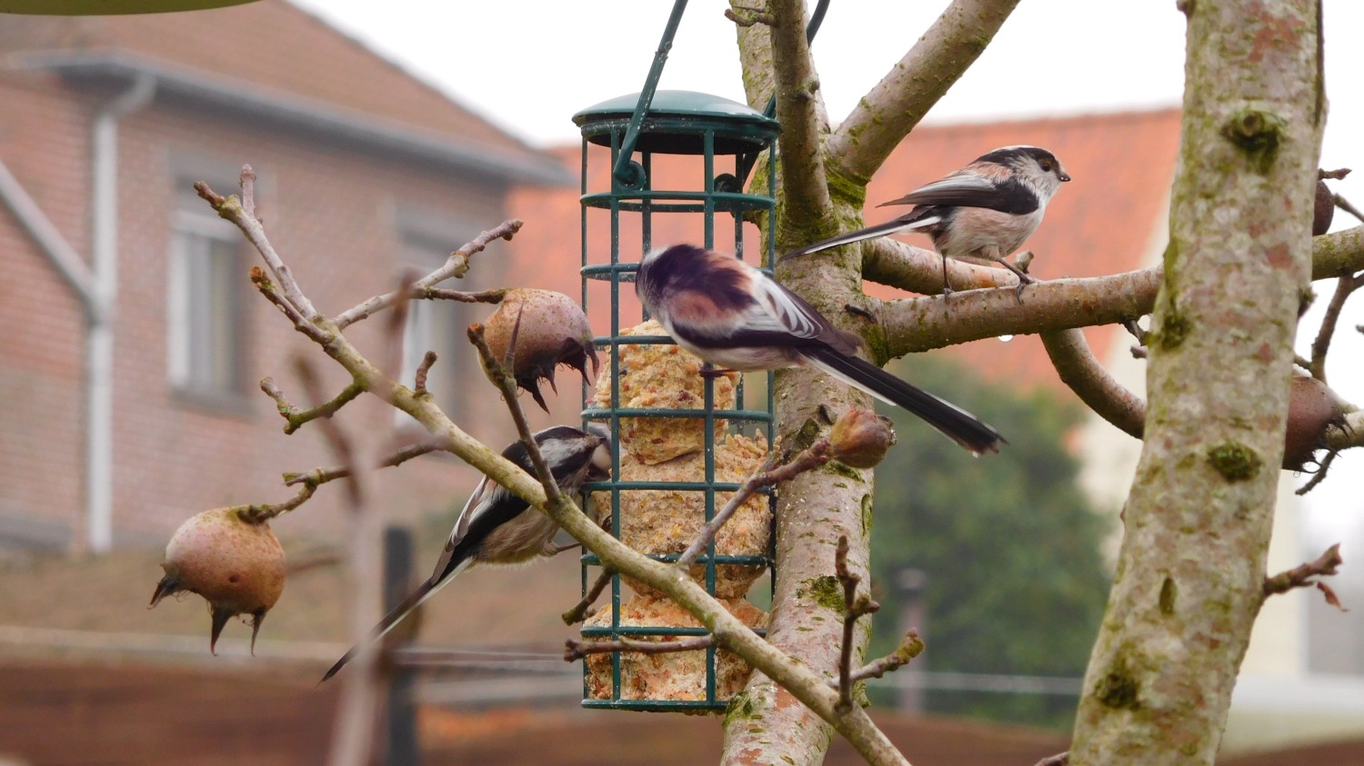 livebirdspoland_242992b01c92bd12e3ff513b55c236ad.jpg