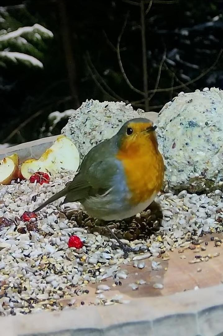 livebirdspoland_e4b9e09ab5db7a0d7d03ab41bcc5d55d.jpg