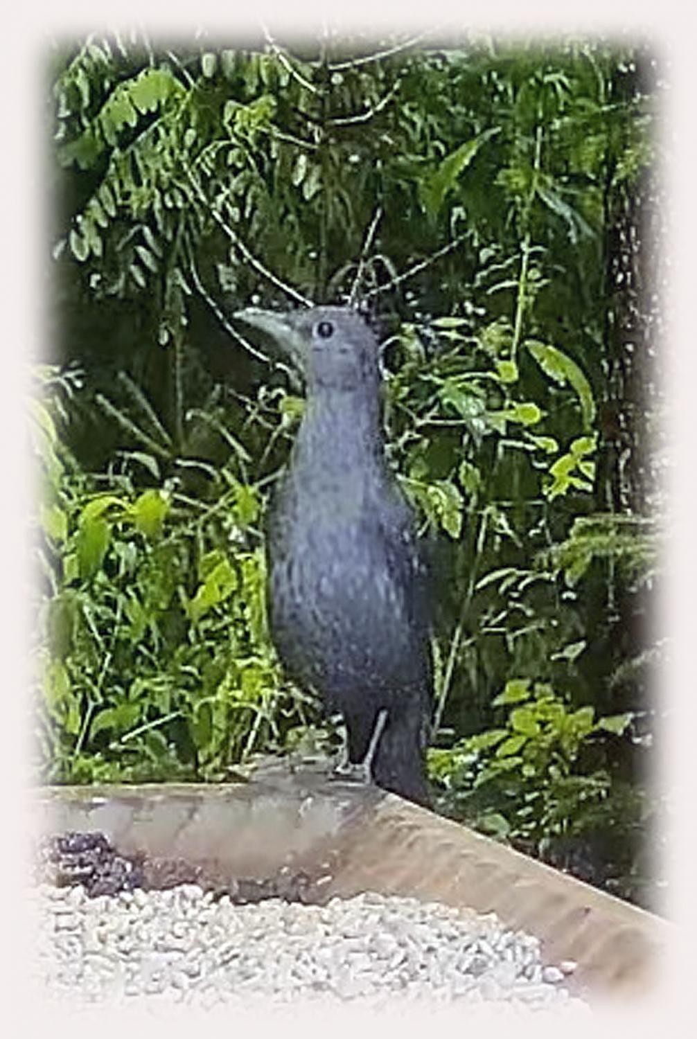 livebirdspoland_1663c1f151b34b7cc27bfd98bf6991fd.jpg