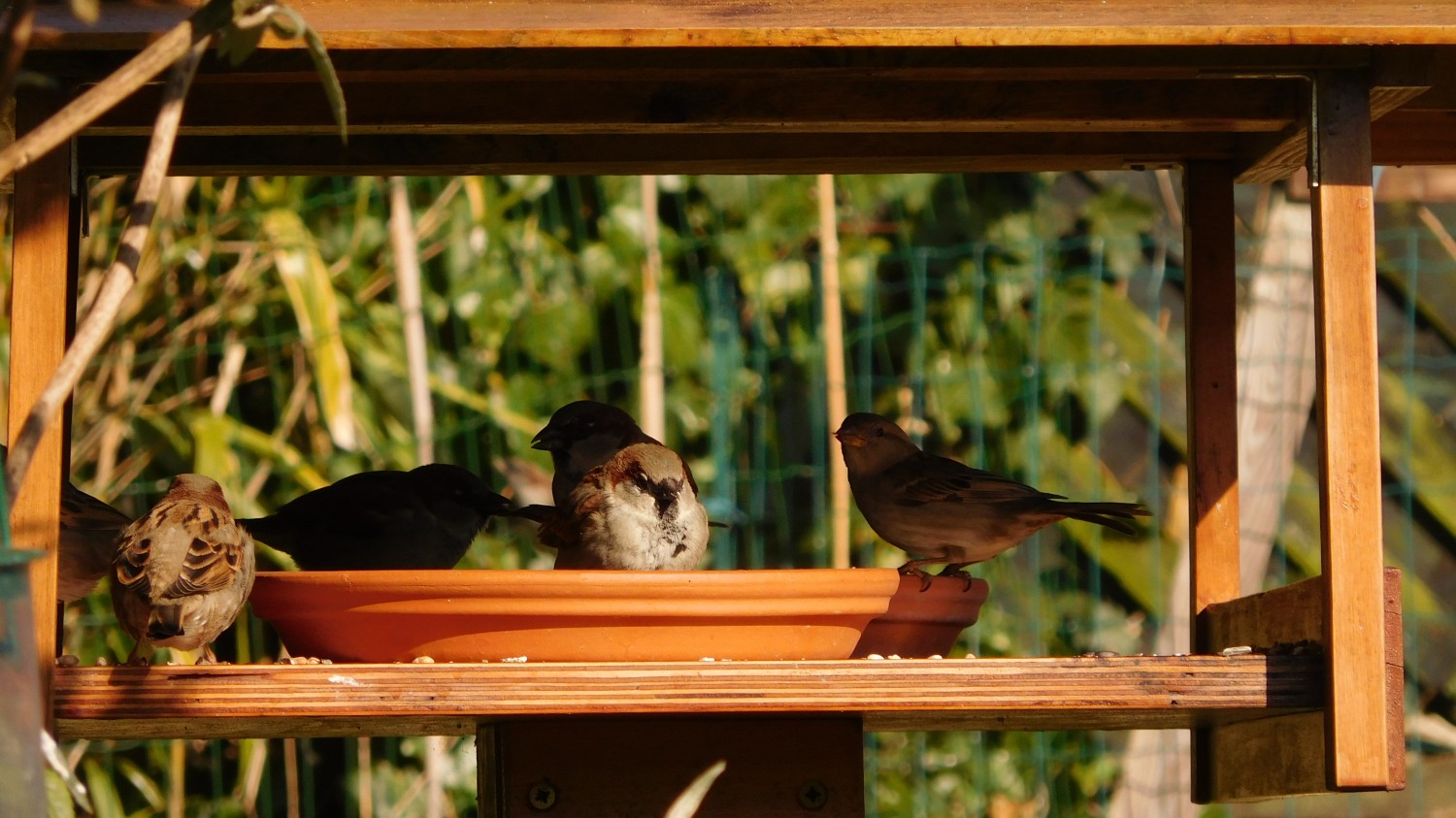 livebirdspoland_4e02055239f40237ddac2becf6e6b6a2.jpg