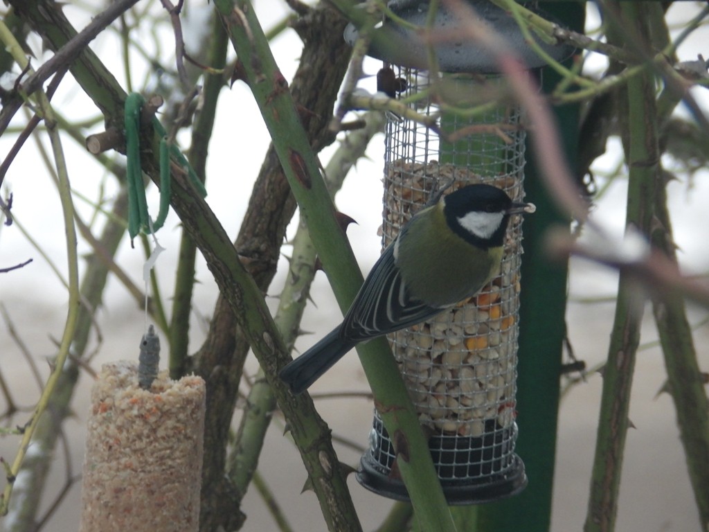livebirdspoland_f88ae9886675524d4555a424d1cc2245.jpg