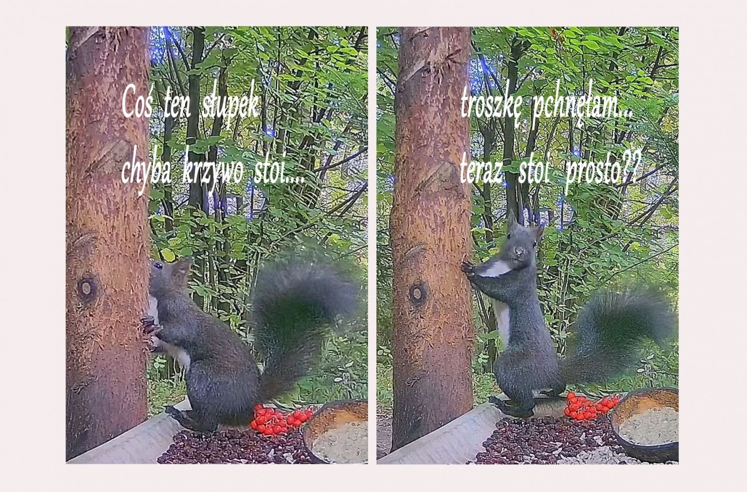 livebirdspoland_5202d6b3e243e489306b6f4790682390.jpg