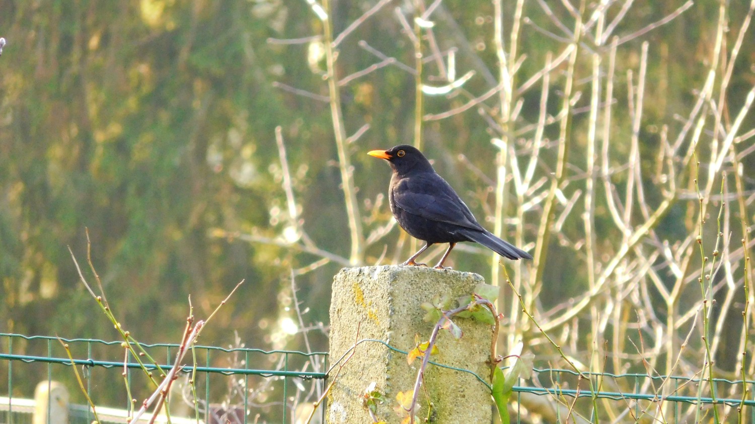 livebirdspoland_247b6097ef66bf4090ba964c13f96630.jpg