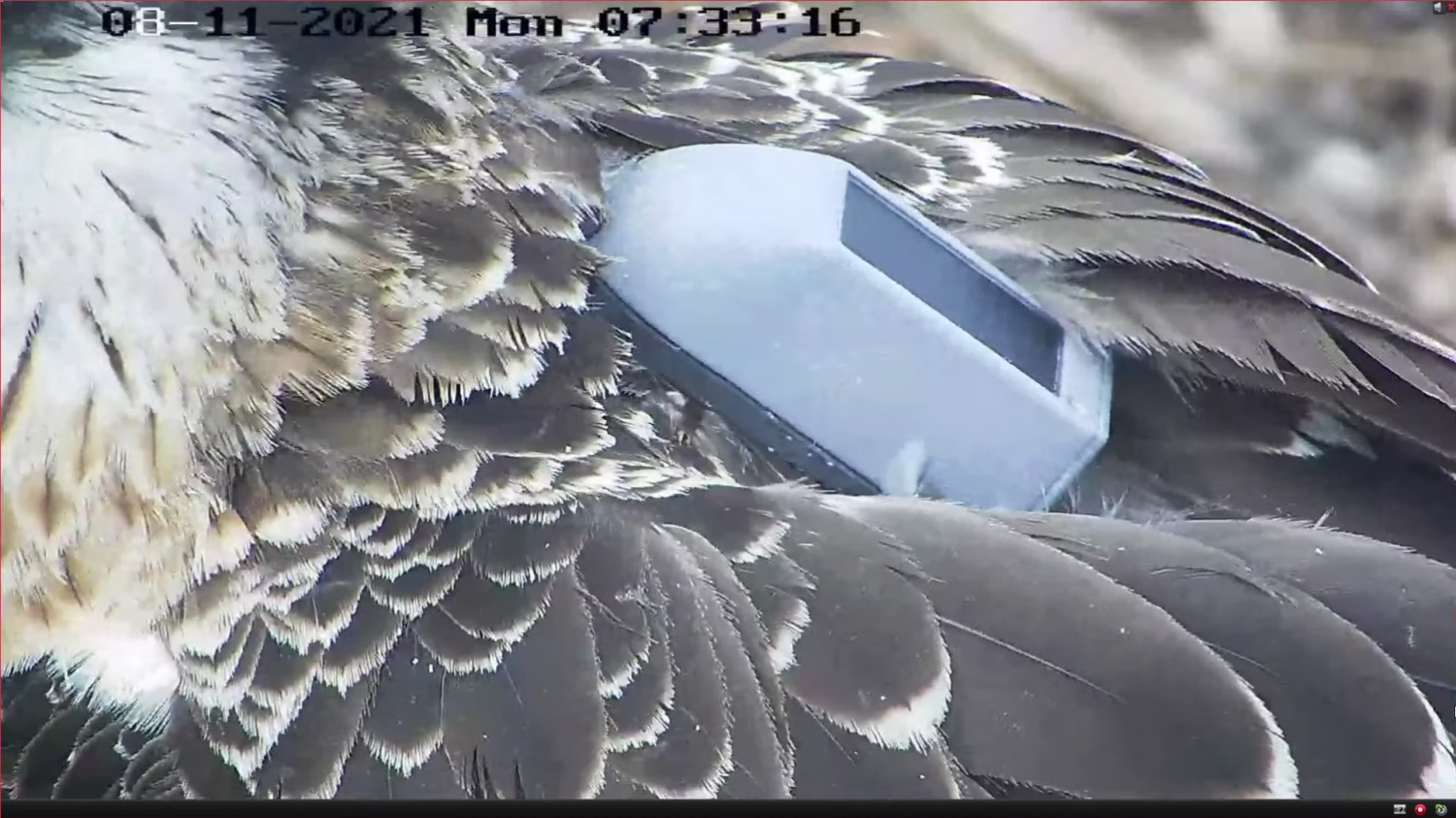 livebirdspoland_3b9e7ef247883e024224d0b8ea3367df.png