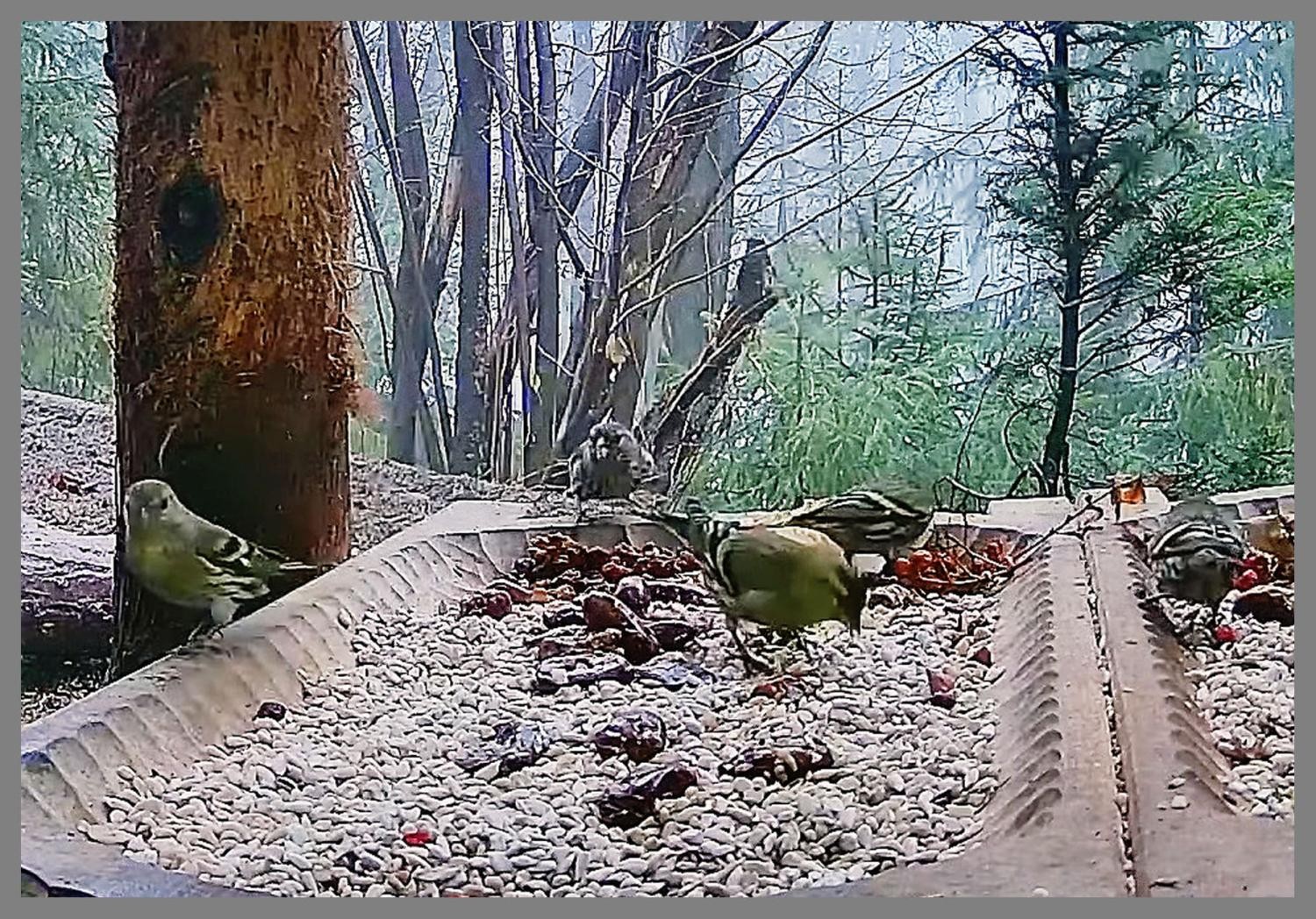 livebirdspoland_11198aae4b49761e1f70a50842c29e7c.jpg