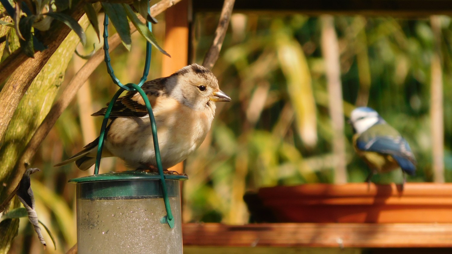livebirdspoland_6b799966e2b7844b4aafd0597c150880.jpg