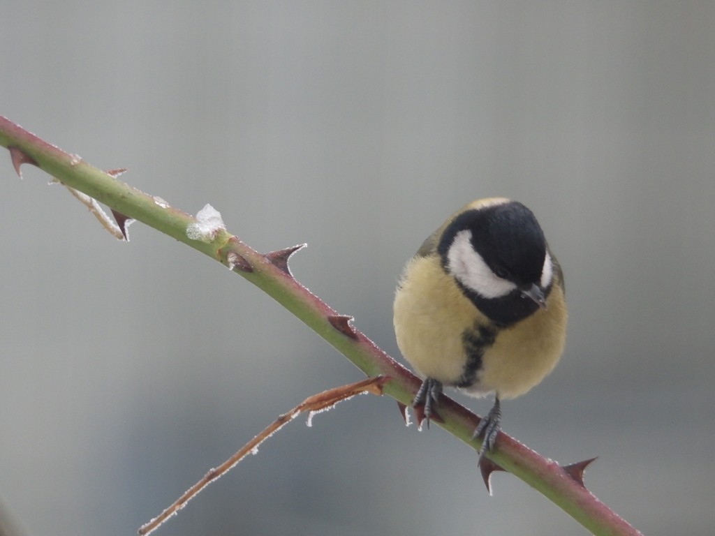 livebirdspoland_e7350933a7a9bcda96c8d2b79e0b0d3c.jpg