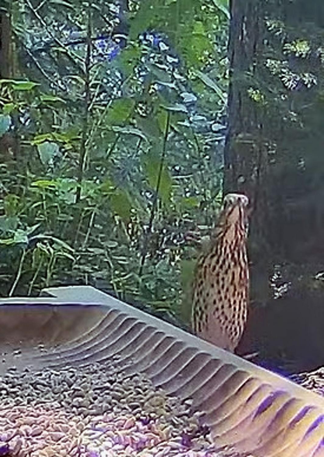 livebirdspoland_afde9fc48343796e44618d640e613d28.jpg