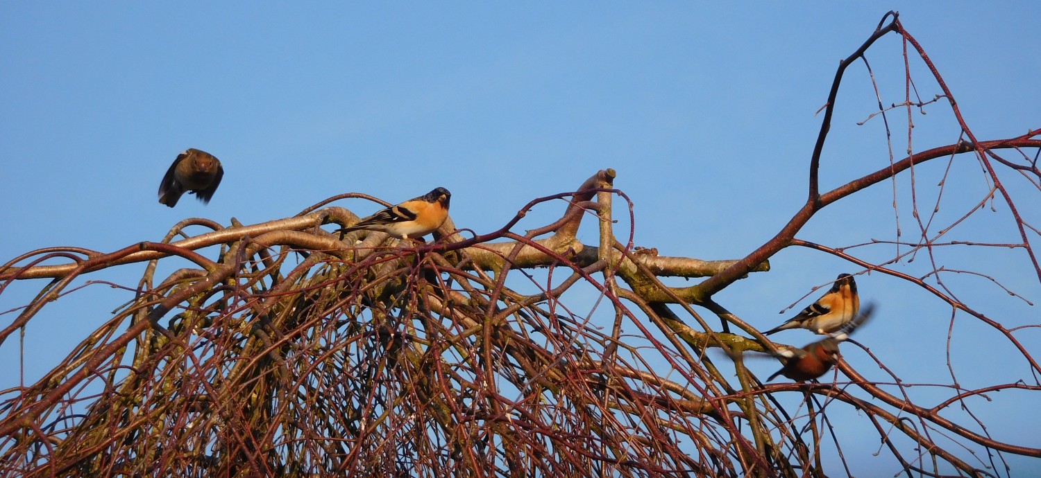 livebirdspoland_ccd7e67f11cd403838645d8a3300017b.jpg