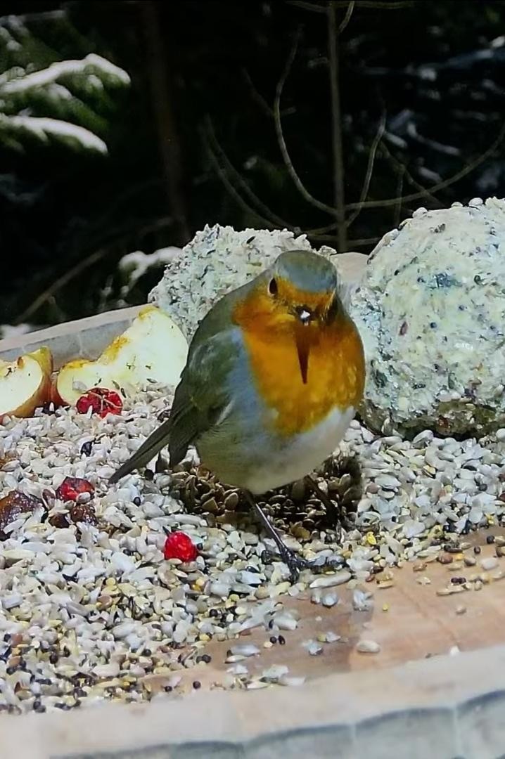 livebirdspoland_d356cf9cfe50c522528eea17e629da36.jpg