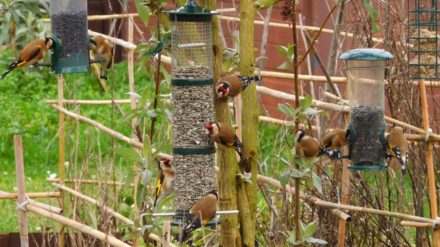 livebirdspoland_ecec4c5dbee0655e886b6cb312fa2ed4.jpg