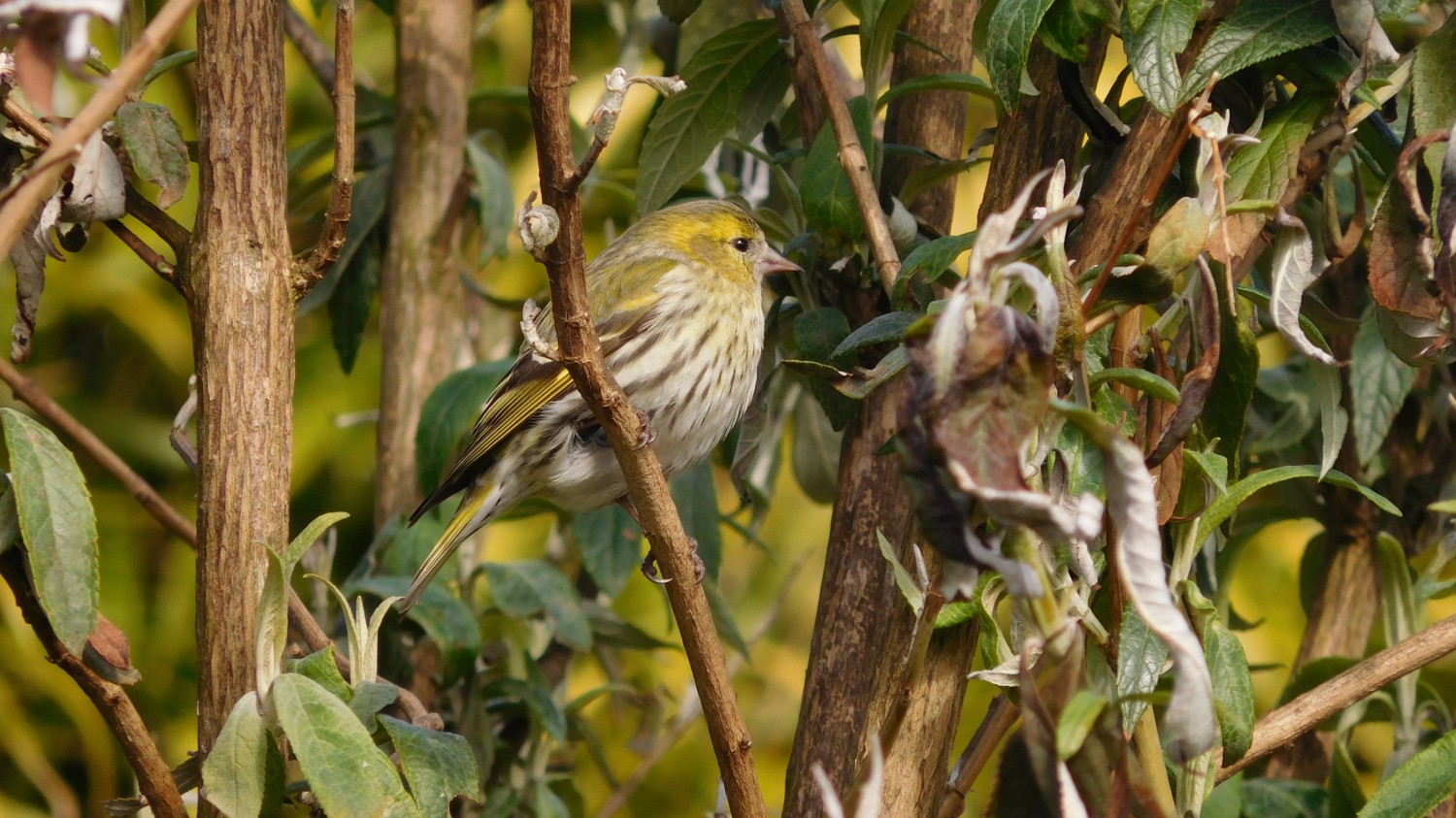 livebirdspoland_db96a49cbfa00bda52b84b65674e74c3.jpg