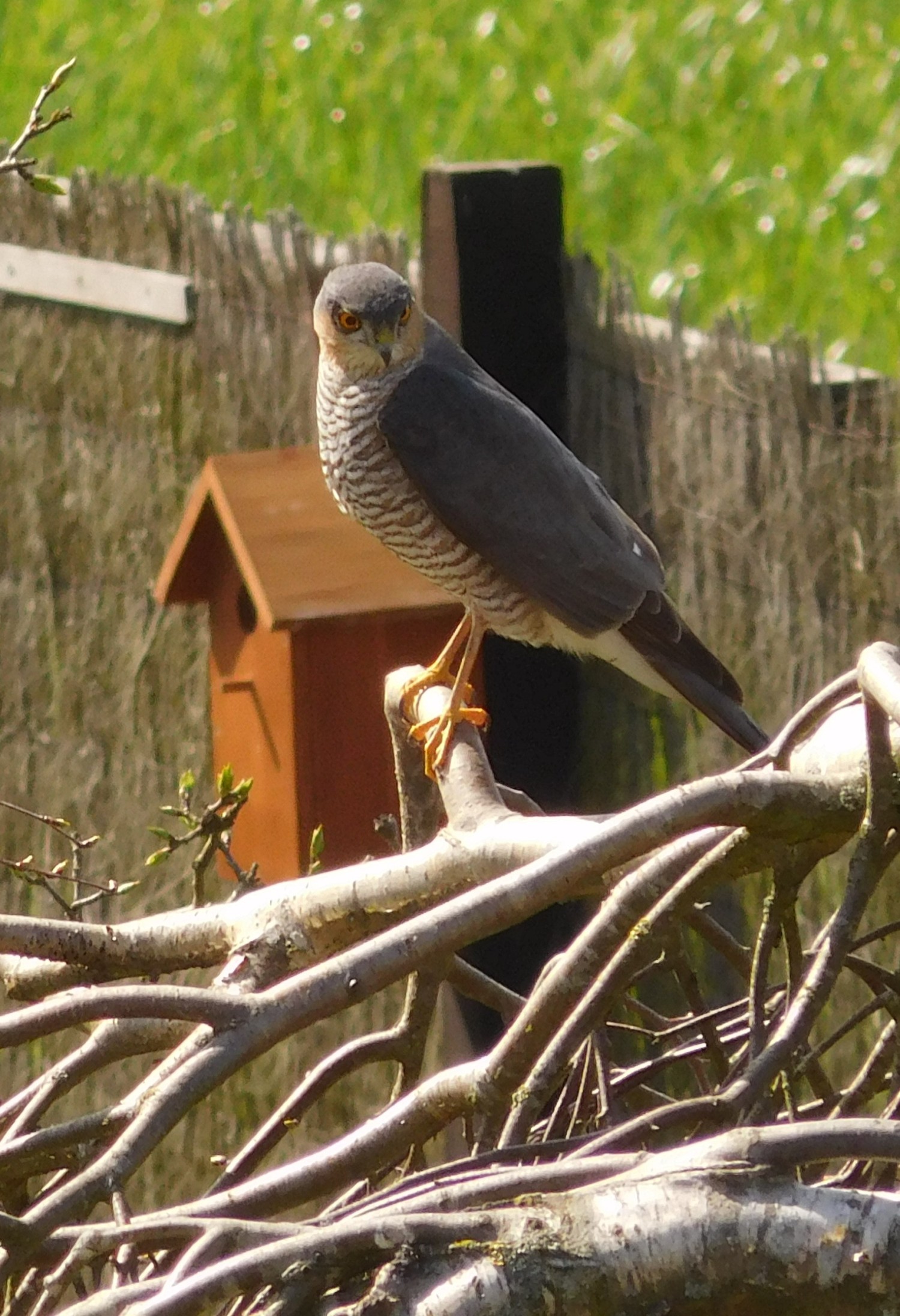 livebirdspoland_5d5a9b85866fa886e2496c9ba22ba724.jpg