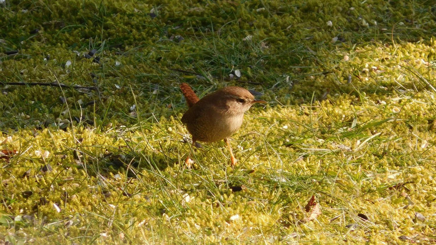 livebirdspoland_bb3e9861c086dec20ef89f82f186184f.jpg