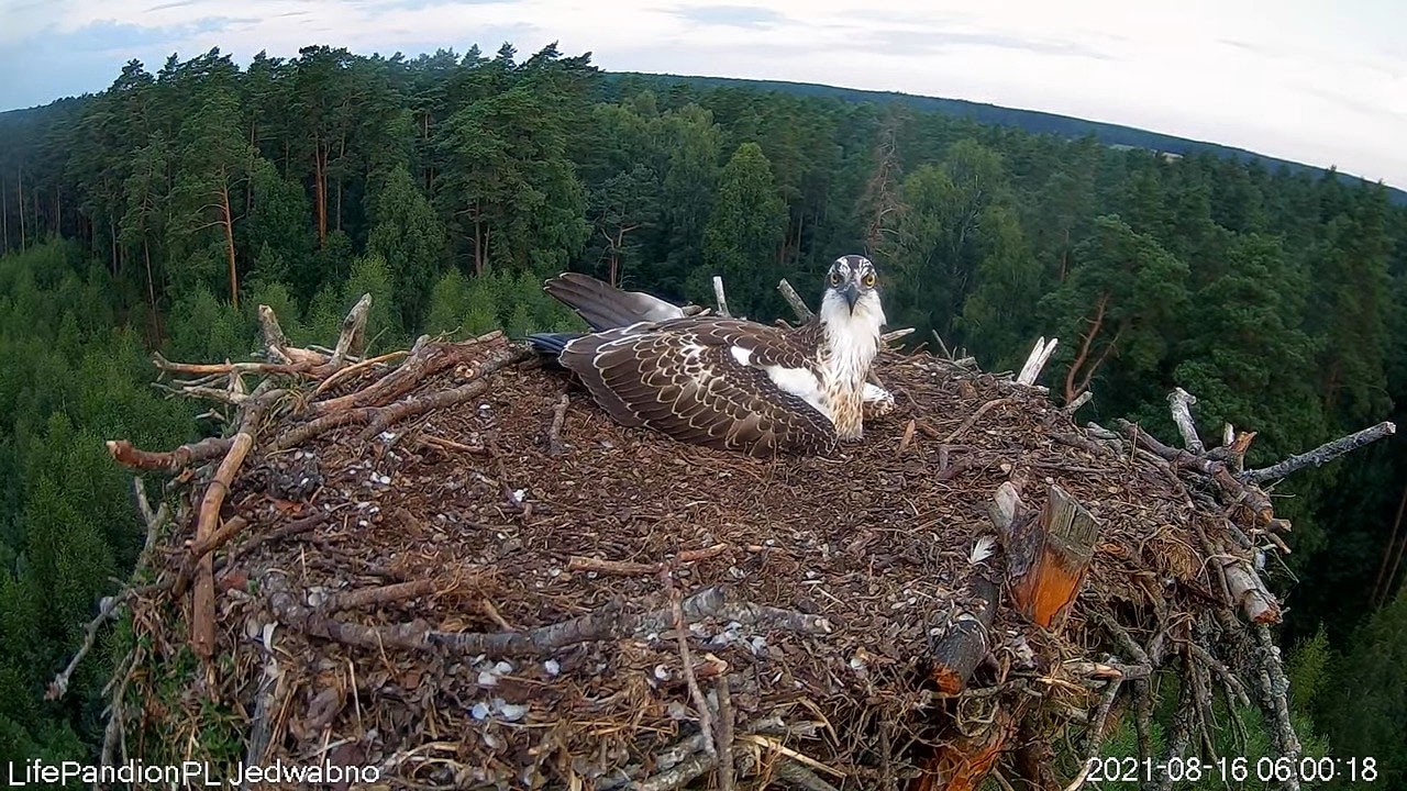 livebirdspoland_3f227d598c6524957f6cdfcb775171c1.jpg