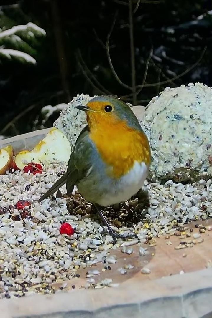 livebirdspoland_b88eb29efe2bb88be3599d64d3384ecf.jpg